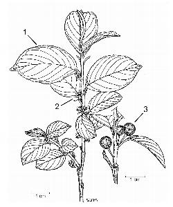 585_4_Rhamnaceae_Endotropis-alnifolia_sjm-ill_08_01_2019_5_36_18.jpg