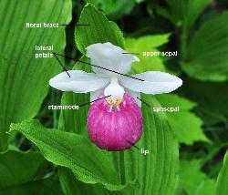 620_16_Orchidaceae_Cypripedium-reginae_sjm0112__July19-15_04_12_2018_11_43_14.jpg