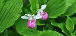 620_22_Orchidaceae_Cypripedium-reginae_sjm0018_July19-15_04_12_2018_11_43_14.jpg
