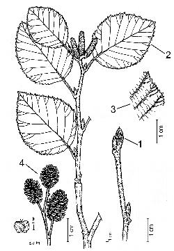 765_5_Betulaceae_Alnus-alnobetula-crispa_sjm-ill_17_12_2018_10_35_08.jpg