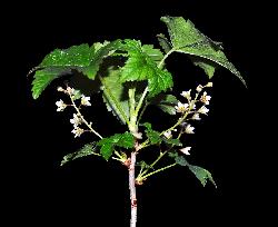 805_13_Grossulariaceae_Ribes-glandulosum_sjm0579_May15-16_08_01_2019_12_23_59.jpg