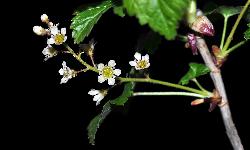 805_14_Grossulariaceae_Ribes-glandulosum_sjm0593_May15-16_08_01_2019_12_23_59.jpg