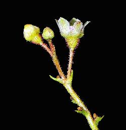 805_16_Grossulariaceae_Ribes-glandulosum_sjm0808_June2-15_08_01_2019_12_23_59.jpg