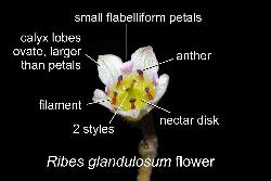 805_18_Grossulariaceae_Ribes-glandulosum_sjm0806_June2-15_08_01_2019_12_23_59.jpg