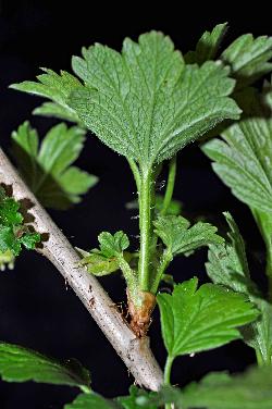 806_15_Grossulariaceae_Ribes-hirtellum_sjm0743_June3-15_08_01_2019_1_01_12.jpg