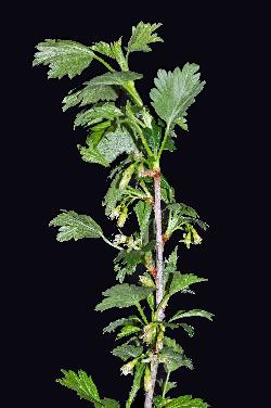 806_19_Grossulariaceae_Ribes-hirtellum_sjm0702_June2-15_08_01_2019_1_01_12.jpg