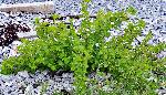 806_1_Grossulariaceae_Ribes-hirtellum_sjm0879_July6-15_08_01_2019_1_01_12.jpg