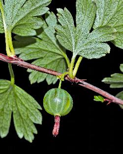 806_25_Grossulariaceae)Ribes-hirtellum_sjm1622_July1-12_08_01_2019_1_01_12.jpg
