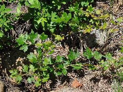 806_2_Grossulariaceae_Ribes-hirtellum_sjm1514_July1-12_08_01_2019_1_01_12.jpg
