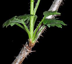 806_7_Grossulariaceae_Ribes-hirtellum_sjm0734_June2-15_08_01_2019_1_01_12.jpg