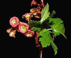 807_18_Grossulariaceae_Ribes-lacustre_sjm1658_July9-15_08_01_2019_1_19_18.jpg