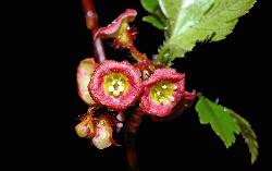 807_19_Grossulariaceae_Ribes-lacustre_sjm_1683_July9-15_08_01_2019_1_19_18.jpg