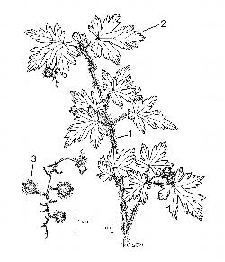 807_6_Grossulariaceae_Ribes-lacustre_sjm-ill_08_01_2019_1_19_18.jpg