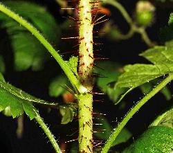 807_7_Grossulariaceae_Ribes-lacustre_sjm1331_July8-15_08_01_2019_1_19_18.jpg