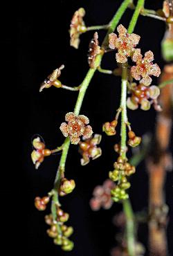 809_17_Grossulariaceae_Ribes-triste_sjm0615_May16-15_08_01_2019_2_14_29.jpg