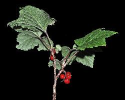 809_21_Grossulariaceae_Ribes-triste_sjm0129_Aug9-16_08_01_2019_2_14_29.jpg