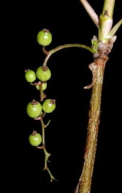 809_22_Grossulariaceae_Ribes-triste_sjm5448_June2-15_08_01_2019_2_14_29.jpg