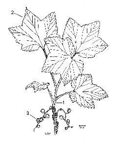 809_4_Grossulariaceae_Ribes-triste_sjm-ill_08_01_2019_2_14_29.jpg