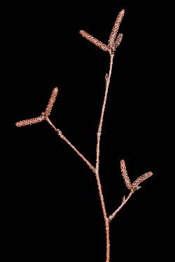 9_23_Betulaceae_Betula-papyrifera_sjm5183_Dec13-15_17_12_2018_1_24_51.jpg