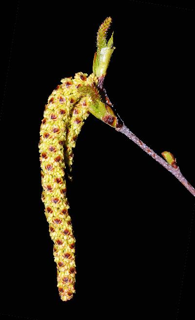 9_28_Betulaceae_Betula-papyrifera_sjm0536_May16-17_17_12_2018_1_24_51.jpg