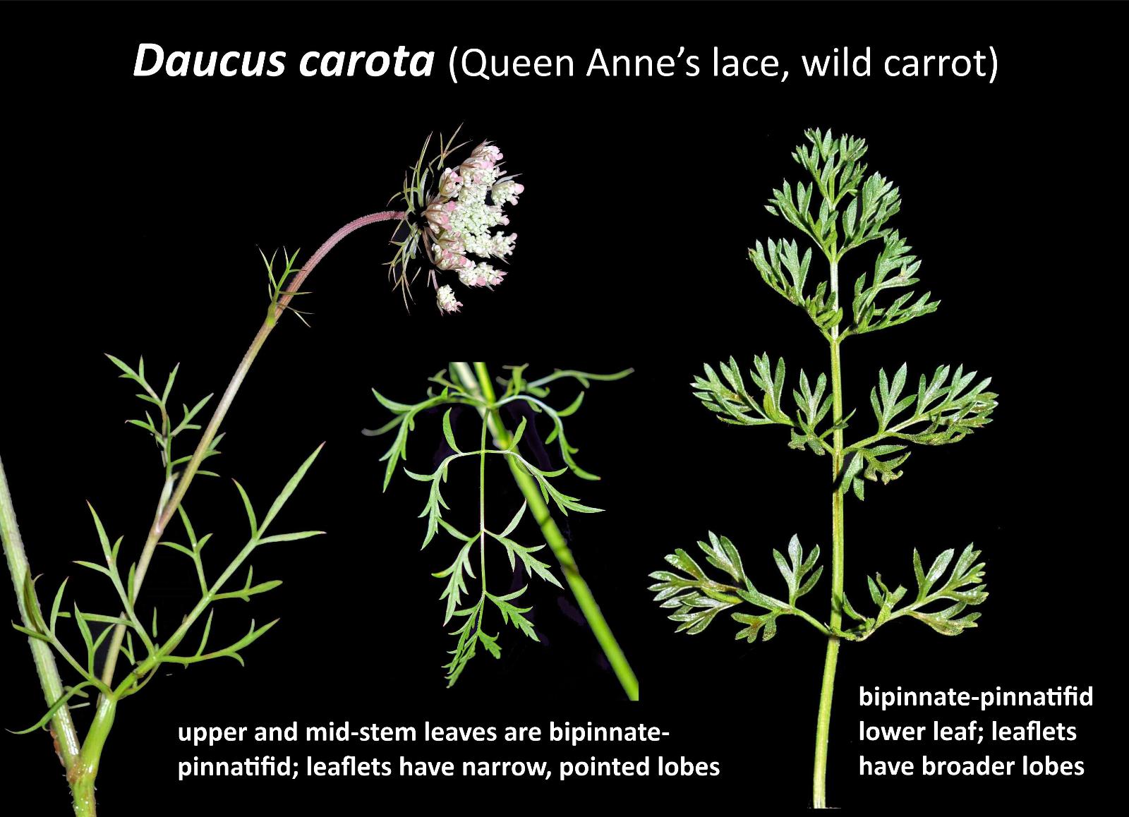 Gallery - Daucus carota (Queen Anne's lace, wild carrot) (i) - Flora of  Newfoundland and Labrador