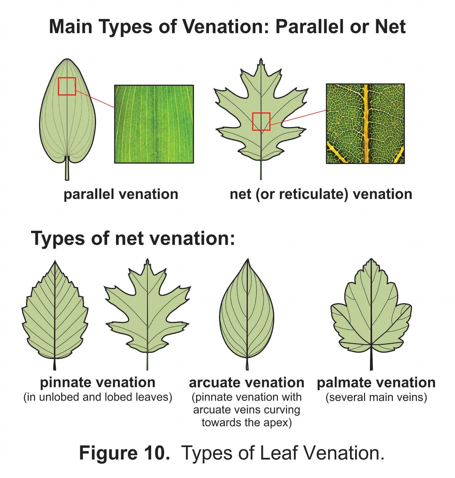 Illustrated Glossary Of Leaves INaturalist