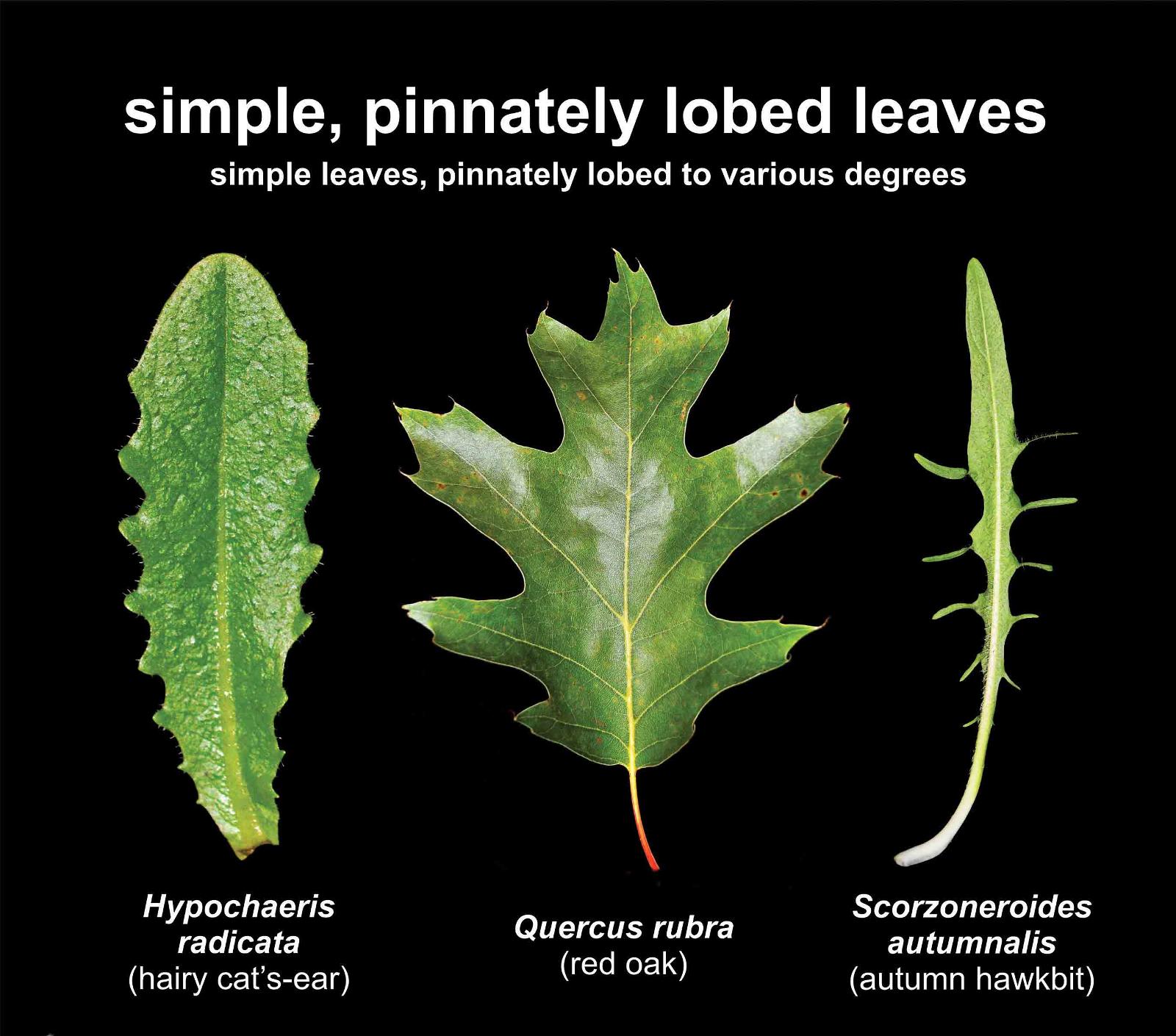 Simple Leaf Examples