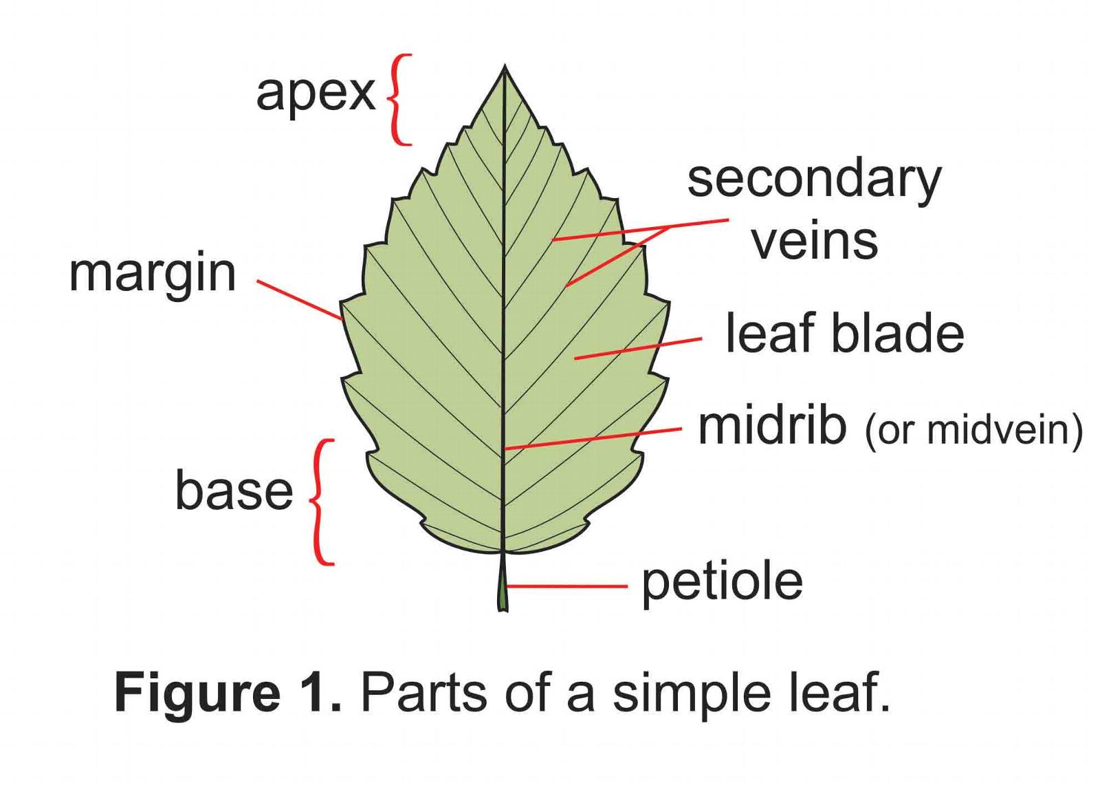 Steam and leaf diagram что это фото 10
