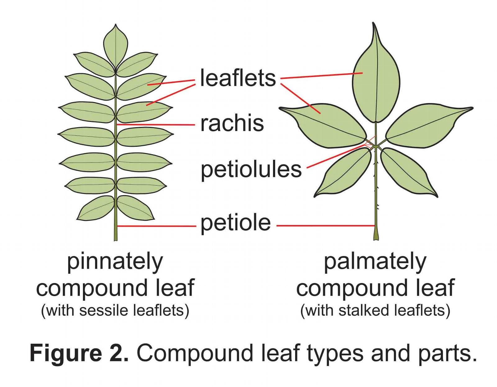 Leaf description glossary